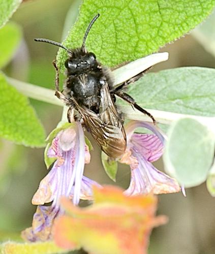 Melecta albifrons